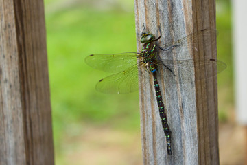 Blue Darner Dragonfly Resting on a Wooden Beam on a Porch