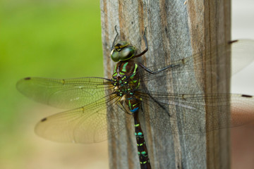 Blue Darner Dragonfly Resting on a Wooden Beam on a Porch