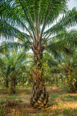 Oil palm trees inside oil palm plantation.