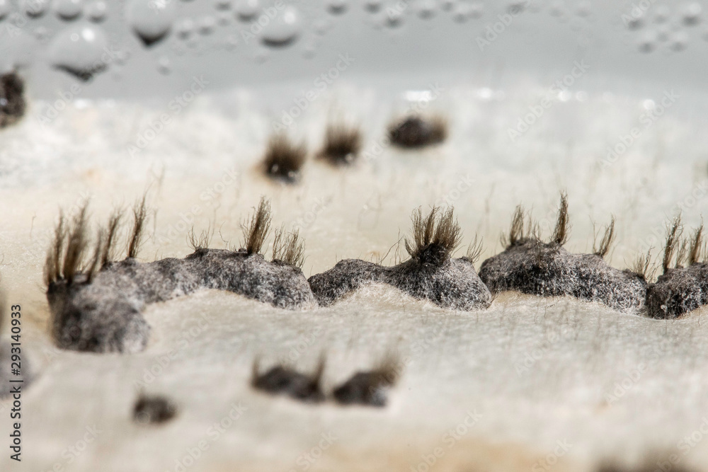 Sticker An extreme magnified macro view of Botrytis cinerea fungi growing inside a scientific research laboratory, a common disease of fruit and flora, aka grey rot.