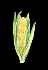 Obraz premium Sweet corn cob with leaves. isolated on black background. Watercolor painting. Hand drawn illustration. Realistic botanical art.