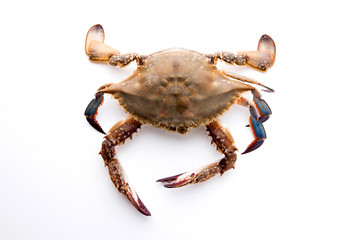 Crab on white background.