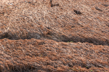 Dry rice stalks due to natural disasters
