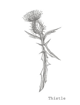 Thistle or daisy flower. Botanical illustration. Good for cosmetics, medicine, treating, aromatherapy, nursing, package design, field bouquet. Hand drawn wild hay flowers.