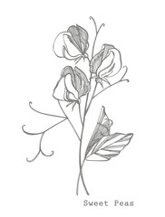 Sweet pea flowers drawing and sketch with line-art on white backgrounds. Floral pattern with flowers of sweet peas. Elegant the template for fabric, paper, postcard.