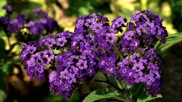 Insekten krabbeln auf den kleinen violetten Bl&uuml;ten der Vanilleblume