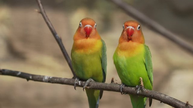 Pair of Fischer's lovebird or Agapornis fisheri . Colorful parrots.