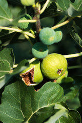 Ripe Figs On A Fig Tree
