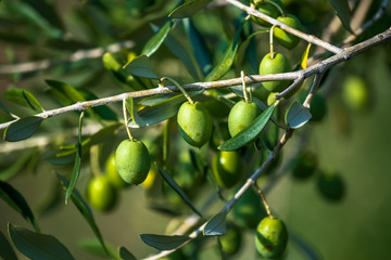 Ripe Olives On Olive Tree