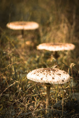 One fungi in the forest, close up.