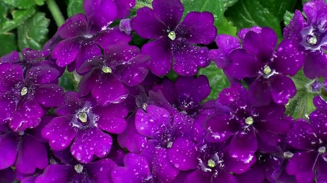 Bewegungslose nasse violette Verbenen