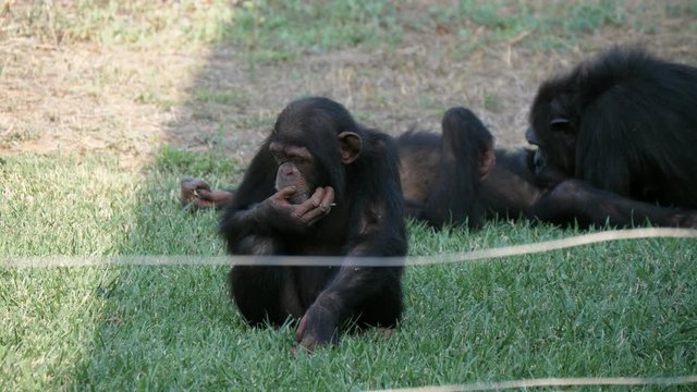 Several chimpanzees lying and sitting on a lawn in a zoo on sunny day in summer