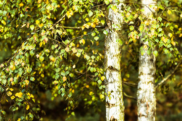 Two birch tree trunks and leaves. Autumn.