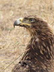 portrait of an eagle