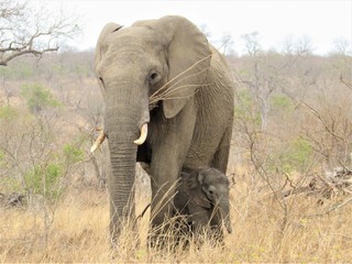 Obraz premium elephant and calf