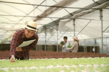 Farmer happy in working organic salad vegetable farm