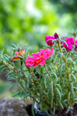 Red Rose Moss in the garden Portulaca grandiflora Green Leaves. Copy space