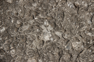 The surface of gray natural shell stone.