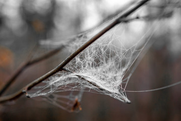 closeup of spiders net