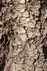 Texture of old wood with cracks closeup