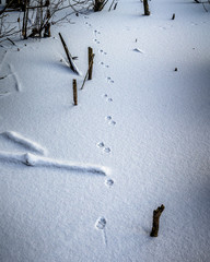 fox footprints in the snow