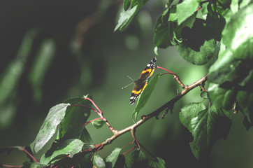 Butterfly preparing to fly up on a pale green background with large empty space