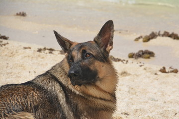Schäferhund Strand 