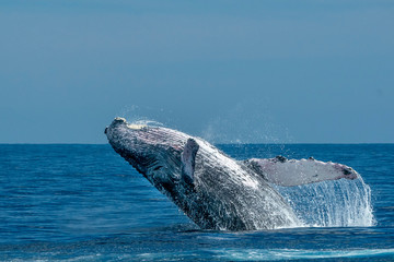 humpback whale breaching in cabo san lucas