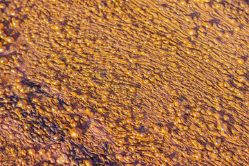 Bubbles, bubbles, methane, carbon dioxide which is caused by sewage