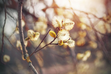 During early spring on a Sunny day blooms fluffy willow on bare branches.
