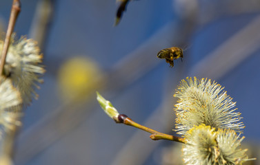 Bees are all in the dust of flowers