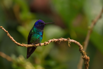 Golden-tailed Sapphire - Chrysuronia oenone, beautiful colored hummingbird from Andean slopes of South America, Wild Sumaco, Ecuador.