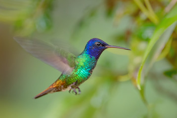 Golden-tailed Sapphire - Chrysuronia oenone, beautiful colored hummingbird from Andean slopes of South America, Wild Sumaco, Ecuador.