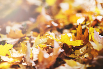 Blurred image of colorful autumn leaves.