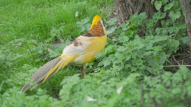 Golden pheasant or Chinese pheasant or rainbow pheasant. Chrysolophus pictus var. yellow
