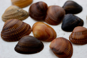 Sea shells. Shells on a white surface. Colorful shells on a white surface