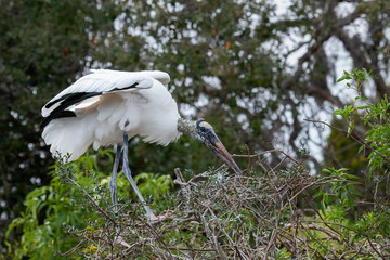 Wood Stork (Mycteria americana) Building a Nest, Florida, USA