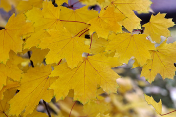 Naklejka na ściany i meble branch with yellow maple leaves