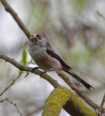 Long Tail Tit