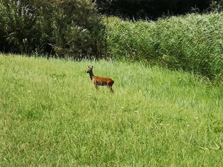 Reh, Tiere, Natur, Hintergrund