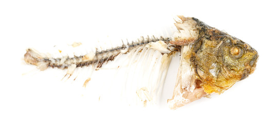 Bones and fish head isolated on white background. Remains of fried fish. food scraps