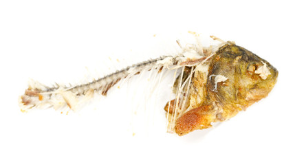 Bones and fish head isolated on white background. Remains of fried fish. food scraps