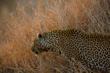 A Stalking Leopard At Sunset