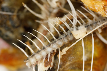 Bones and fish head texture background. Remains of fried fish. food scraps