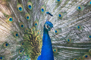 Fototapeta na wymiar peacock blue male on fine tail background