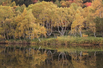 黄金色の山林が映った沼