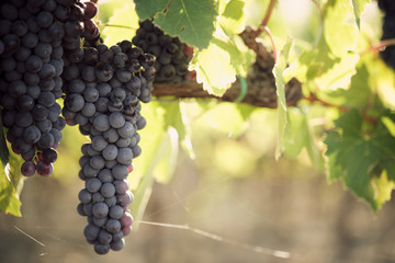 grape and vine vinegrape of sangiovese under sunlight in tuscany italy autumn summer 