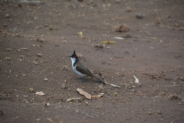 Mauritius Vogel 