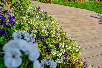 Fototapeta premium beautiful flowerbed in the garden