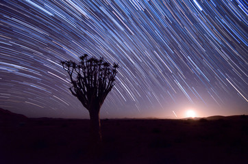 Quiver Tree Startrail